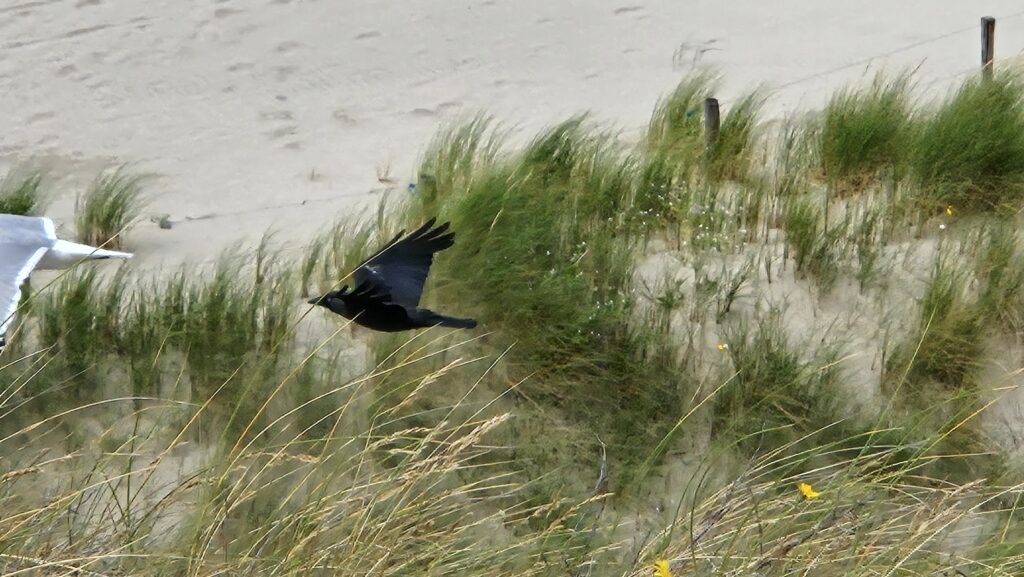 Vögel am Strand von Petten